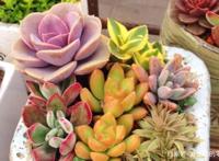 菲欧娜、橙梦露、佛罗伦萨，“欧洲贵族范儿”名字的多肉长啥样