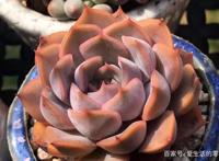 菲欧娜、橙梦露、佛罗伦萨，“欧洲贵族范儿”名字的多肉长啥样