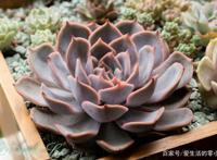 菲欧娜、橙梦露、佛罗伦萨，“欧洲贵族范儿”名字的多肉长啥样