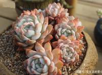 菲欧娜、橙梦露、佛罗伦萨，“欧洲贵族范儿”名字的多肉长啥样