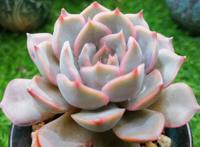 多肉暗冰和菲欧娜，是新手肉友经常弄混的品种，出状态后区别不难