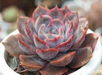 菲欧娜图片通过菲欧娜图片来感受景天科色彩的多变