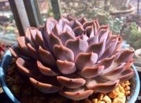 菲欧娜图片通过菲欧娜图片来感受景天科色彩的多变