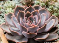 紫色菲欧娜出状态后简直是太美了，如此养轻松度夏哦！