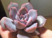 紫色菲欧娜出状态后简直是太美了，如此养轻松度夏哦！