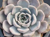 紫色菲欧娜出状态后简直是太美了，如此养轻松度夏哦！