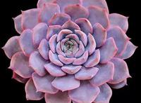 夏季多肉变“绿菜”？那是没选对品种，菲欧娜夏季像“粉莲花”