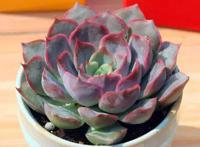 夏季多肉变“绿菜”？那是没选对品种，菲欧娜夏季像“粉莲花”