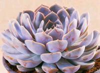 夏季多肉变“绿菜”？那是没选对品种，菲欧娜夏季像“粉莲花”