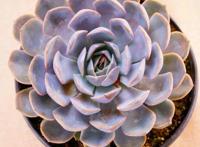 夏季多肉变“绿菜”？那是没选对品种，菲欧娜夏季像“粉莲花”