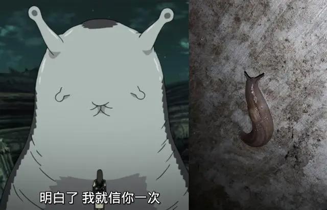 火影忍者：纲手的通灵兽突袭家里，熊孩子这么处理纲手会很生气