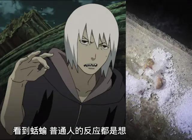 火影忍者：纲手的通灵兽突袭家里，熊孩子这么处理纲手会很生气