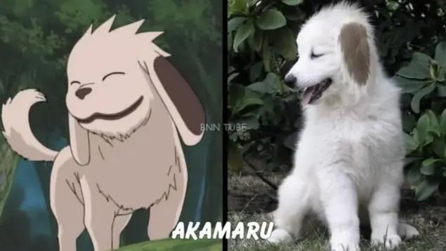 火影忍者cos：赤丸神还原，照美冥让人心动