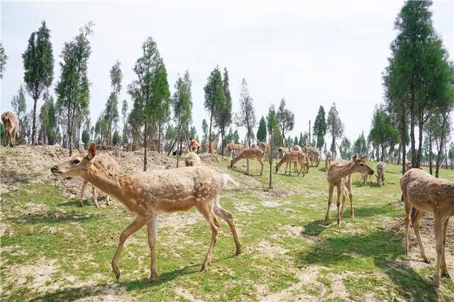 河南亲子游目的地推荐，和奈良小鹿拥抱，糖果巷一秒进入童话王国