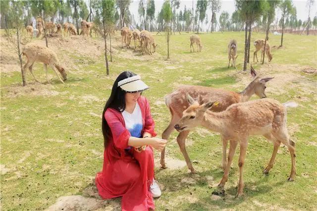 河南亲子游目的地推荐，和奈良小鹿拥抱，糖果巷一秒进入童话王国