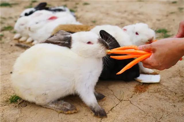 河南亲子游目的地推荐，和奈良小鹿拥抱，糖果巷一秒进入童话王国