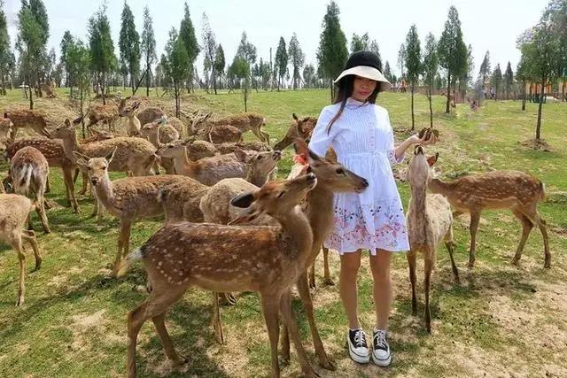 和奈良小鹿亲密接触，不用去日本，郑州伏羲山云上牧场有你好玩！