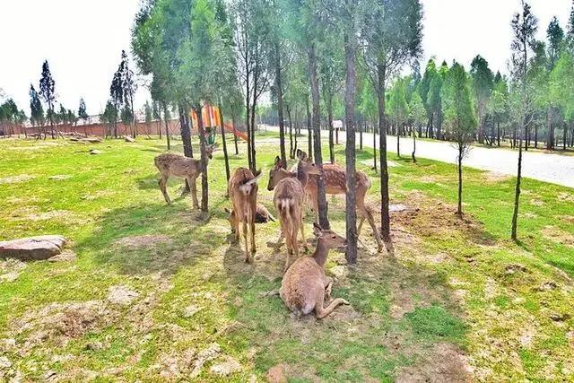 和奈良小鹿亲密接触，不用去日本，郑州伏羲山云上牧场有你好玩！