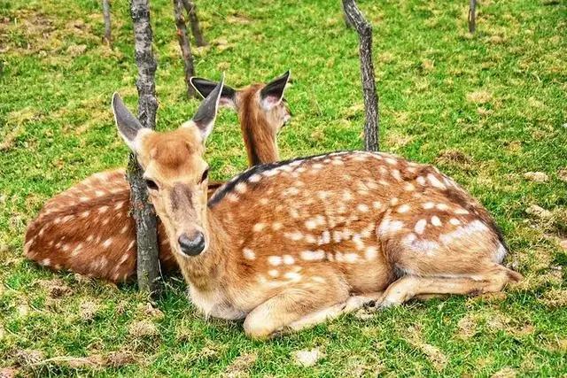 和奈良小鹿亲密接触，不用去日本，郑州伏羲山云上牧场有你好玩！