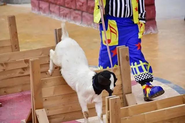 和奈良小鹿亲密接触，不用去日本，郑州伏羲山云上牧场有你好玩！