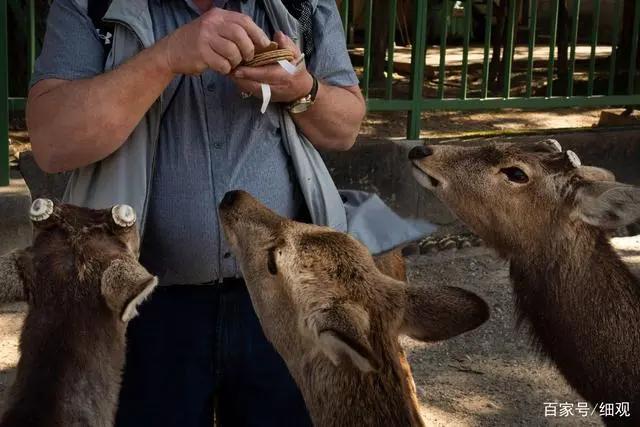 日本疫情：东京奥运会面临延期奈良小鹿到处觅食
