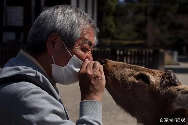 日本疫情：东京奥运会面临延期奈良小鹿到处觅食