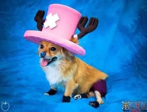 《海贼王》真人版COS，罗宾最美乔巴最萌