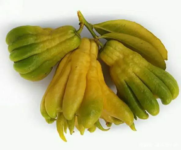 《海贼王》中那些有着神奇作用的恶魔果实，在现实中也有翻版