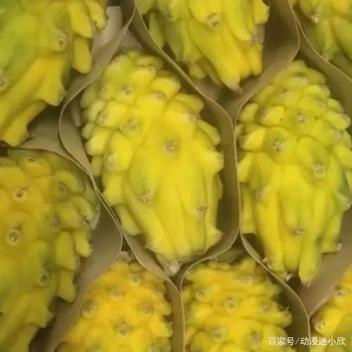 《海贼王》中那些有着神奇作用的恶魔果实，在现实中也有翻版