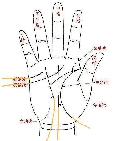 事业爱情双丰收，天选之子路飞的手相，事业线最长，爱情线最复杂