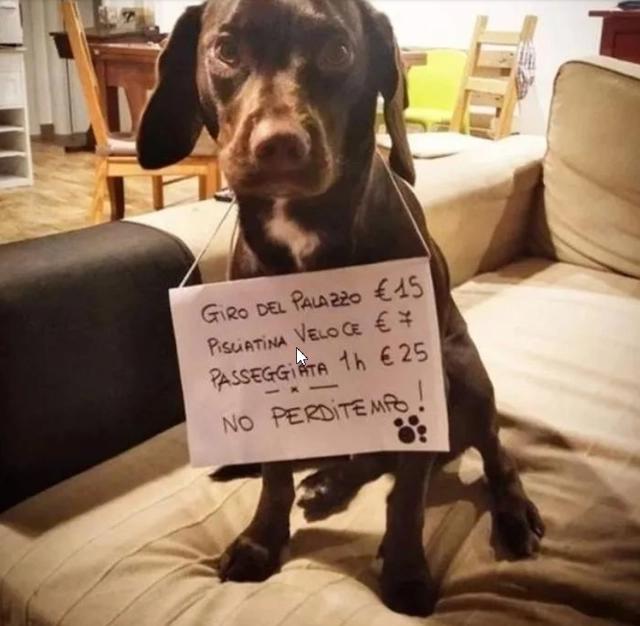 全球疫情期间的那些事儿：上演现实版“疯狂动物城”