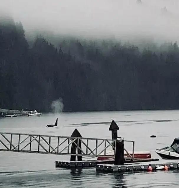 全球疫情期间的那些事儿：上演现实版“疯狂动物城”