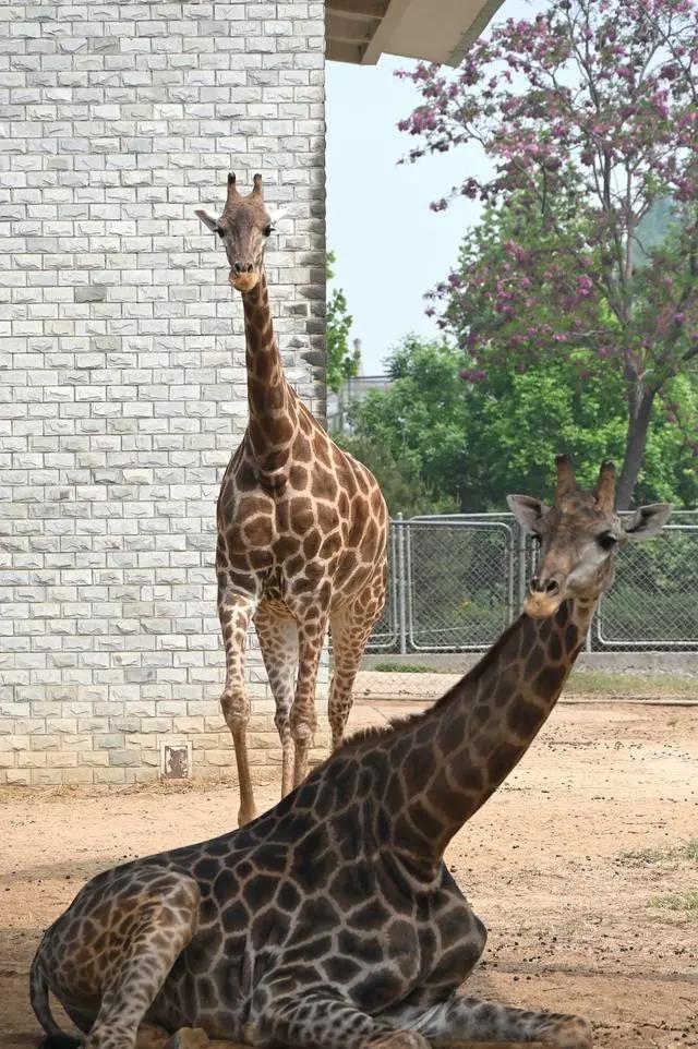 五一假期,到石家庄动物园看“萌宝”吧