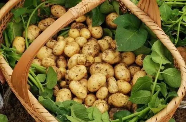 五一假期去哪玩？看这份攻略就够了！云上嘉年华、宋韵游园、水果采摘……不出远门，也能畅玩！