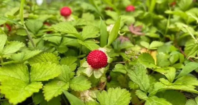 五一假期去哪玩？看这份攻略就够了！云上嘉年华、宋韵游园、水果采摘……不出远门，也能畅玩！