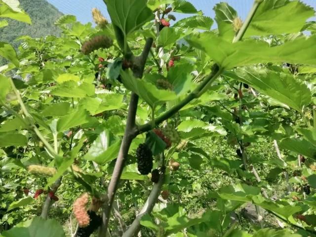 五一假期去哪玩？看这份攻略就够了！云上嘉年华、宋韵游园、水果采摘……不出远门，也能畅玩！