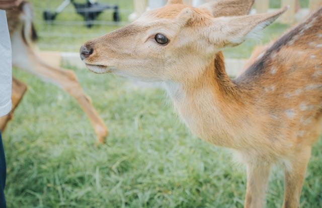 花星球新春鹿岛游园会盛大开园！全国女士门票免费送