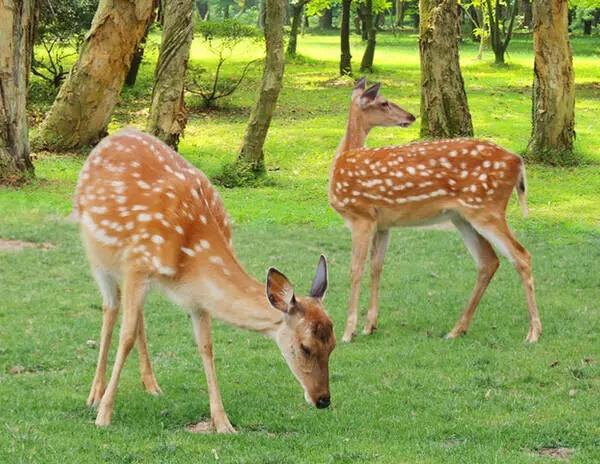 花星球新春鹿岛游园会盛大开园！全国女士门票免费送