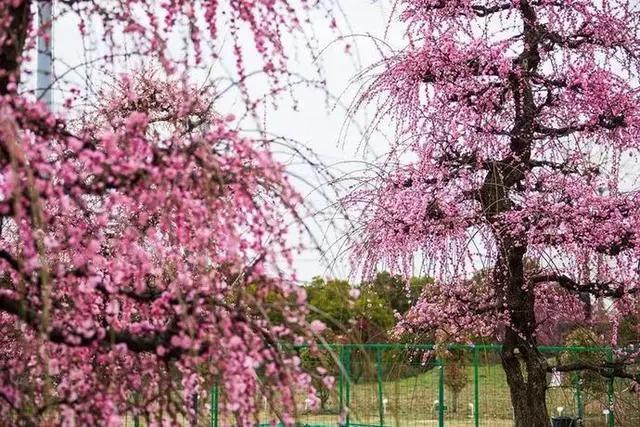 花星球新春鹿岛游园会盛大开园！全国女士门票免费送！