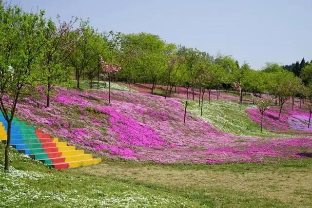 福利｜门票免费送！德阳一环路边千亩芝樱已经花开成海！还可戏鹿、玩滑道……