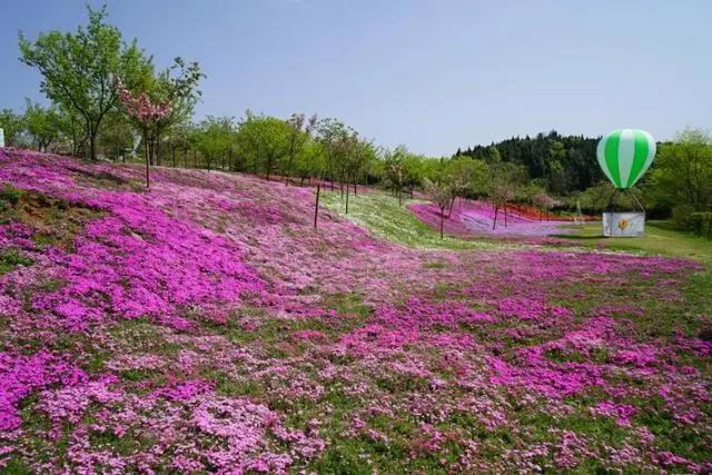 福利｜门票免费送！德阳一环路边千亩芝樱已经花开成海！还可戏鹿、玩滑道……