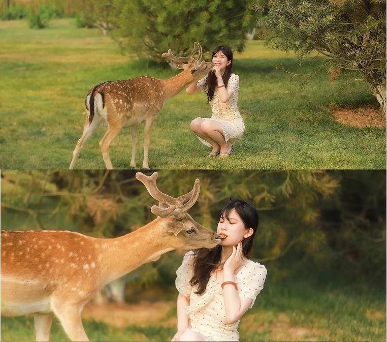 福利｜门票免费送！德阳一环路边千亩芝樱已经花开成海！还可戏鹿、玩滑道……