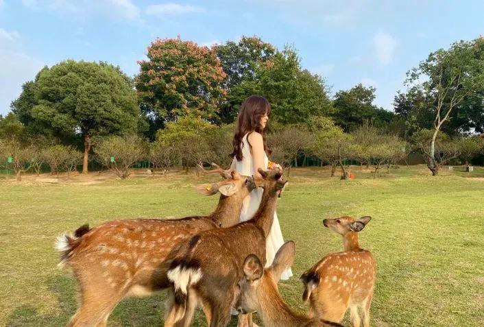 福利｜门票免费送！德阳一环路边千亩芝樱已经花开成海！还可戏鹿、玩滑道……