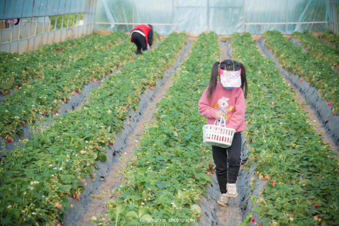 福利｜门票免费送！德阳一环路边千亩芝樱已经花开成海！还可戏鹿、玩滑道……