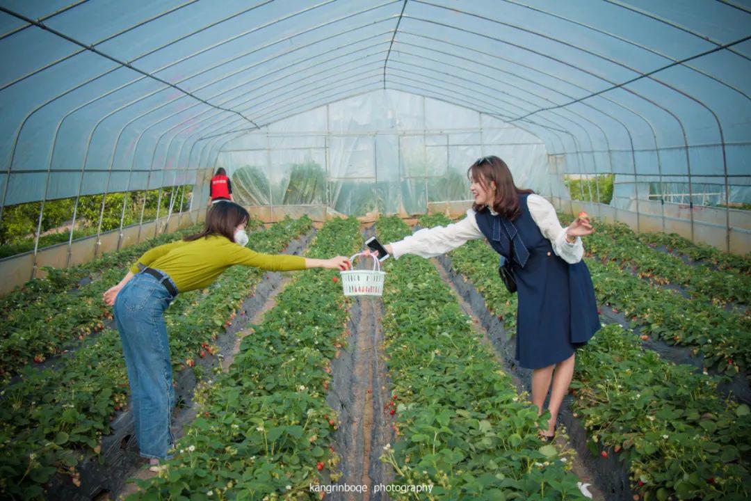 福利｜门票免费送！德阳一环路边千亩芝樱已经花开成海！还可戏鹿、玩滑道……