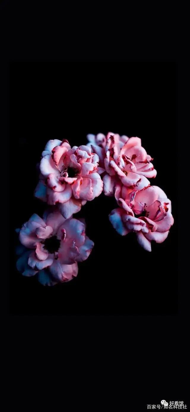 可爱动漫壁纸｜动漫可爱风｜卡通萌物高清手机壁纸_卡通壁纸下载