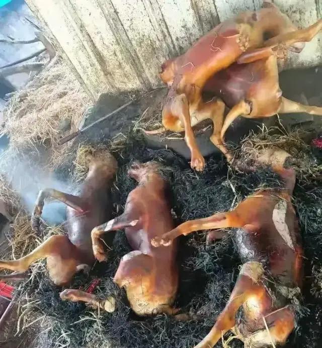 神回复：海贼王女帝波雅汉库克的性格和实力分析？