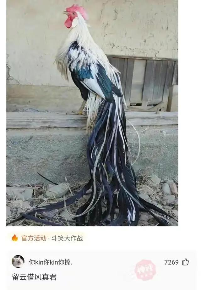 神回复：海贼王女帝波雅汉库克的性格和实力分析？