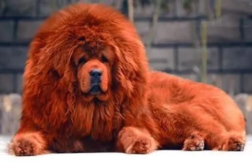 海贼王：理性分析一波赤犬，他真的好可怜