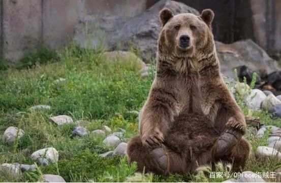 海贼王：原班王下七武海的动物原型，老甚平的形象来自恐怖鲸鲨